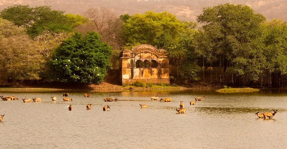 Ranthambore
